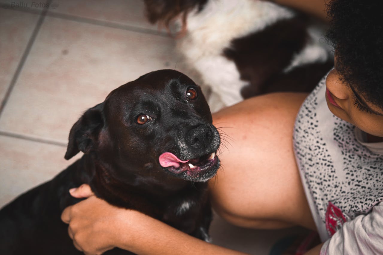 A joyful moment with a black dog being petted by a person indoors.