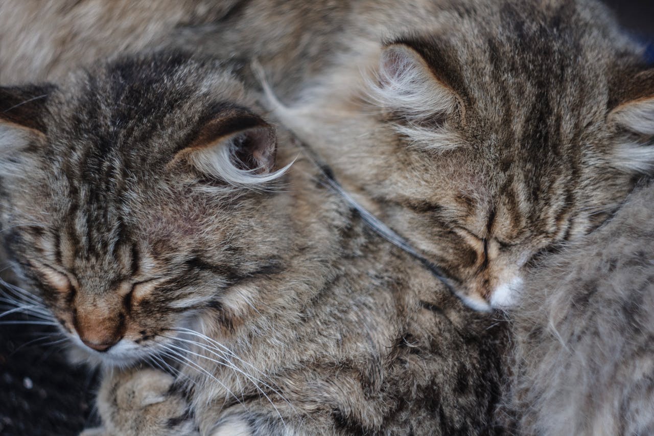 Close-up of two tabby cats sleeping together, showcasing their peaceful and cozy demeanor.