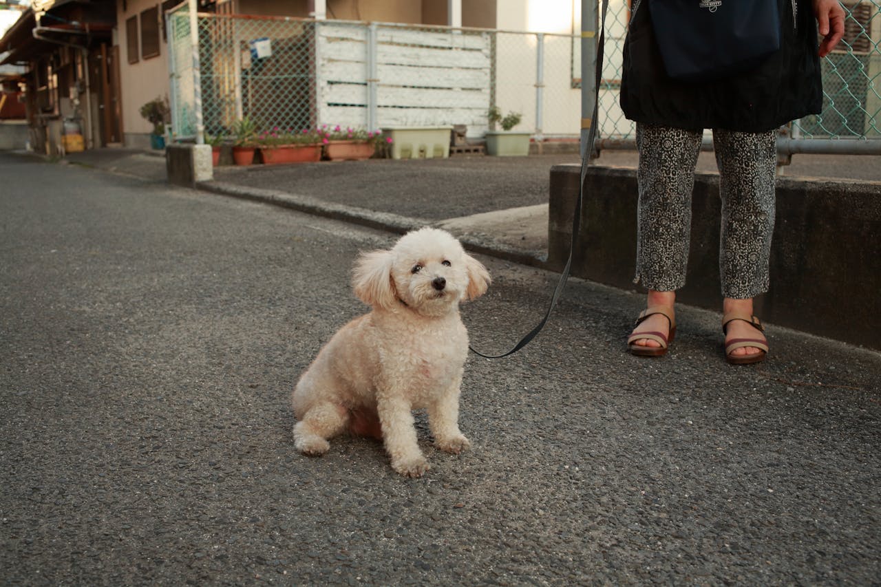 Charming poodle on leash sitting on city pavement beside owner. Perfect urban pet vibe.